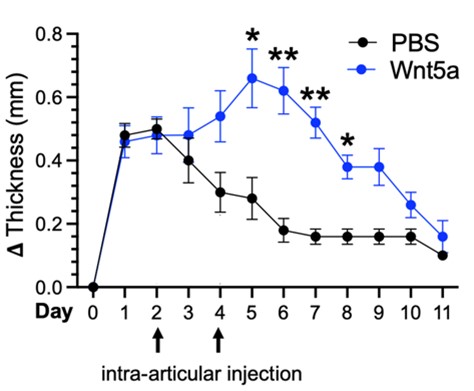 (Figure) Non-canonical Wnt pathway activation (blue line) increases the severity and duration of knee swelling in the antigen-induced arthritis mouse model of inflammatory arthritis.